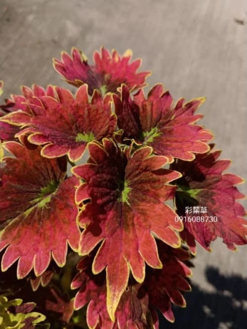 彩葉草編號15 頂上花藝