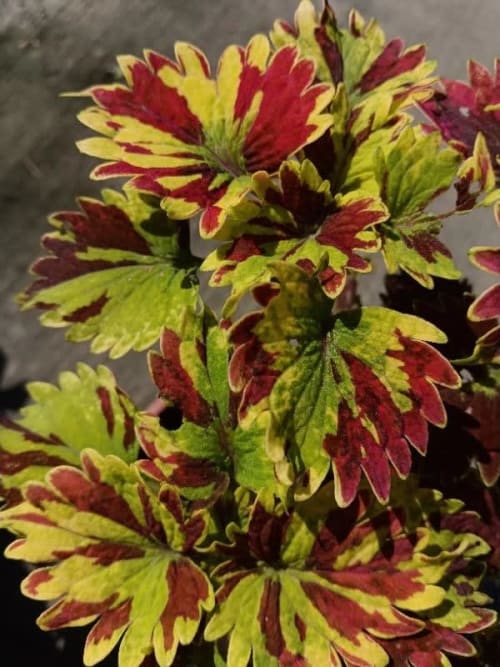 彩葉草編號14 頂上花藝