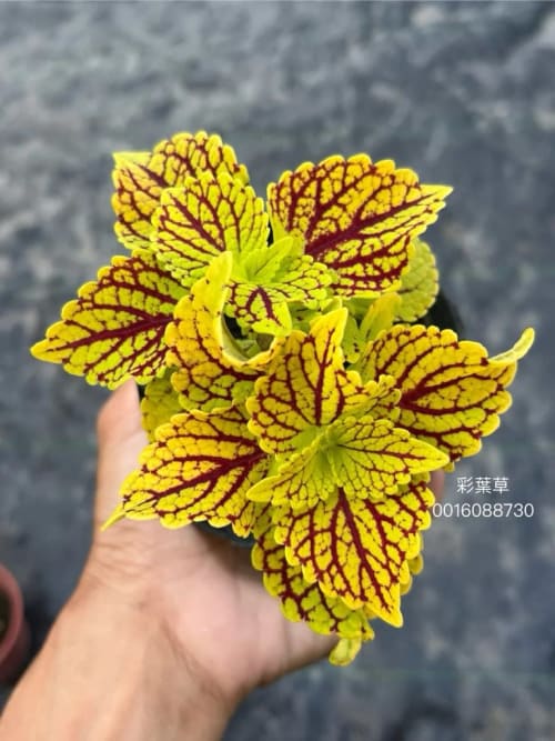 彩葉草編號08 頂上花藝