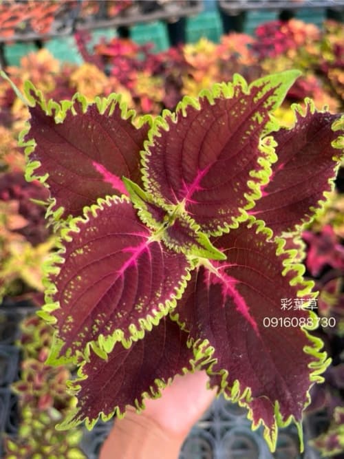 彩葉草編號02 頂上花藝