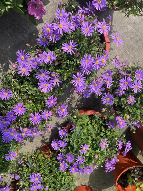 絲河菊 頂上花藝