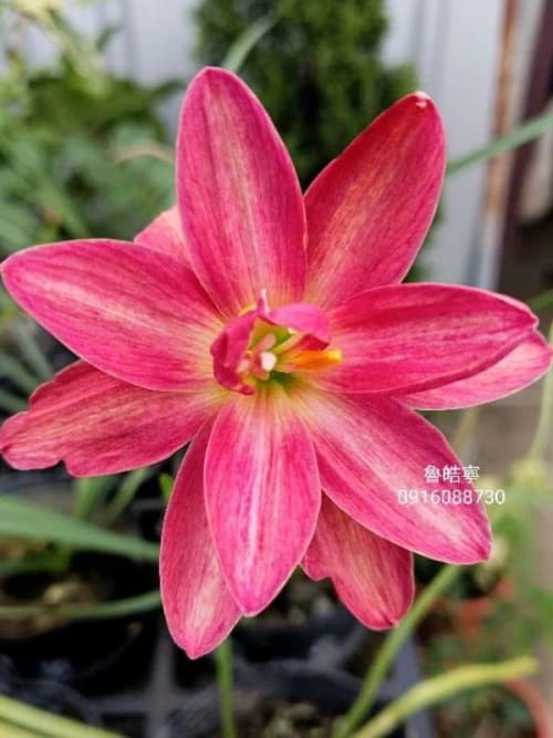 魯皓寧 頂上花藝