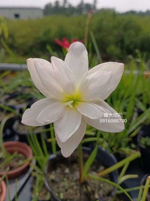 偉大印尼 頂上花藝