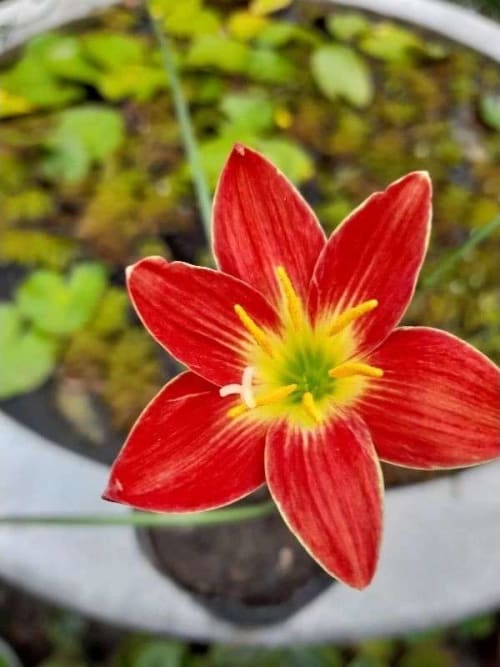 F11-91 頂上花藝