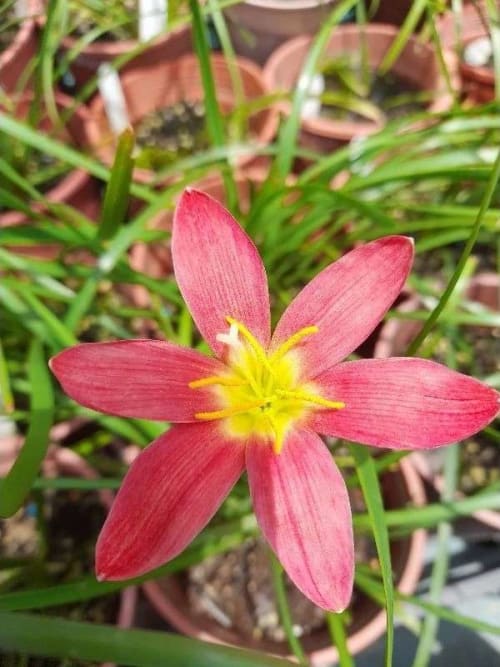 蘋果假期 頂上花藝
