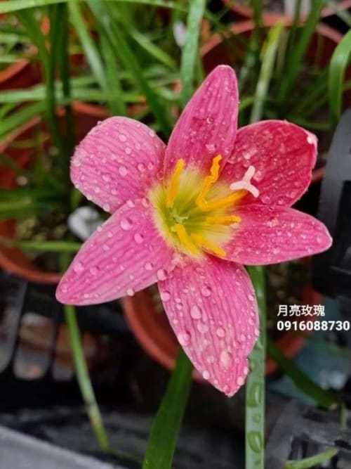 月亮玫瑰 頂上花藝