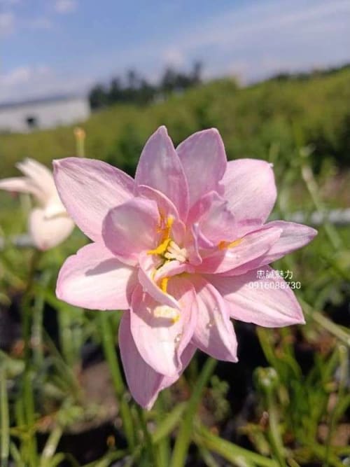 忠誠魅力 頂上花藝