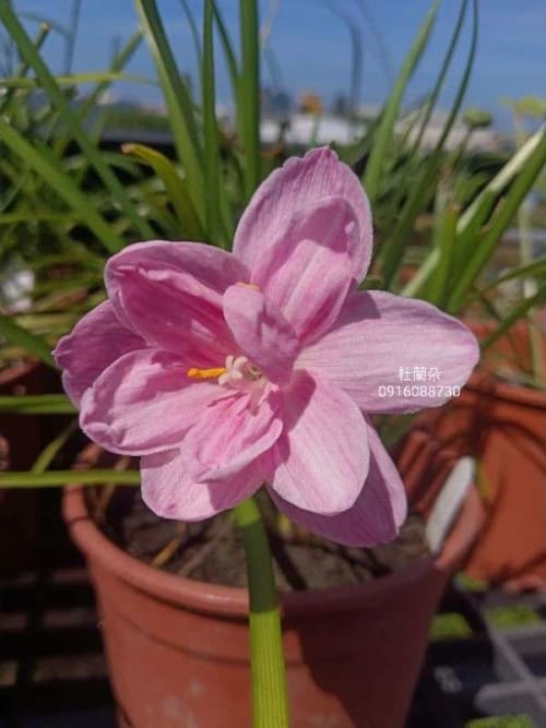 杜蘭朵 頂上花藝