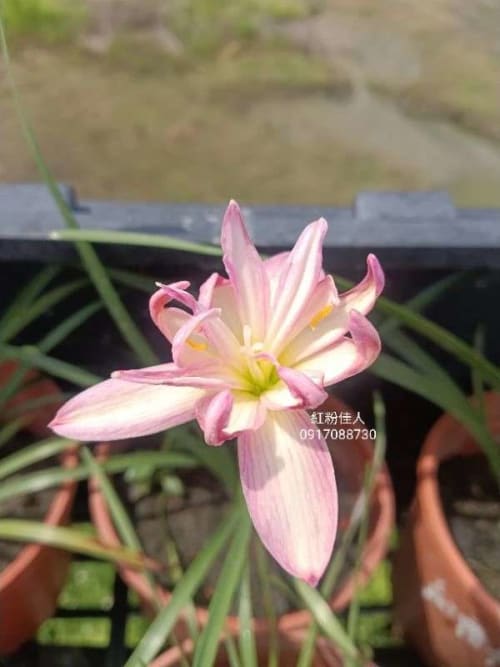 粉紅佳人 頂上花藝