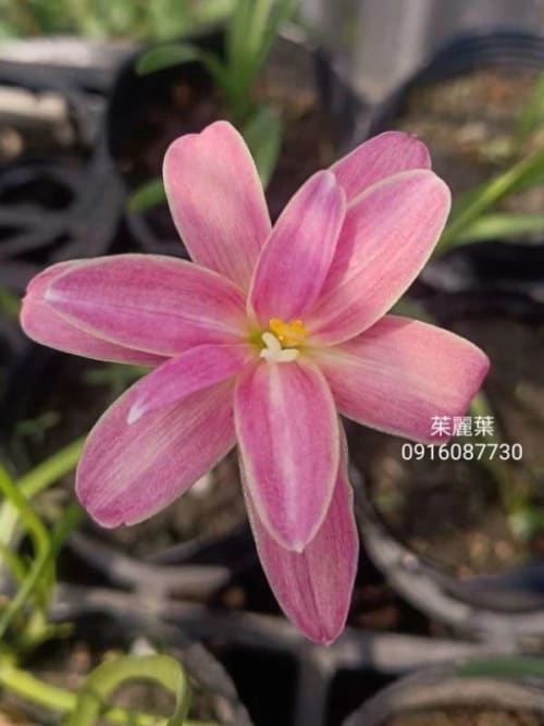 茱麗葉 頂上花藝