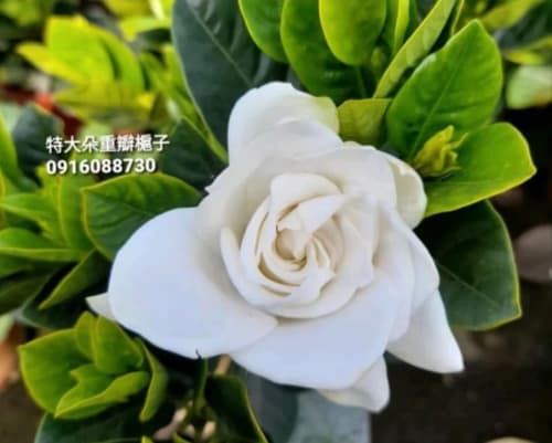 特大朵槴子花 頂上花藝