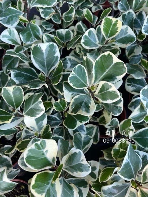 斑葉三角龍 頂上花藝