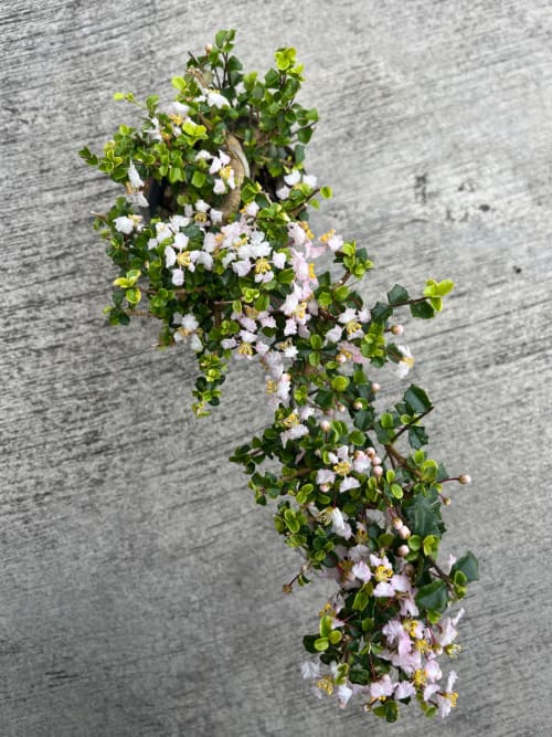 鐵甲櫻桃 頂上花藝