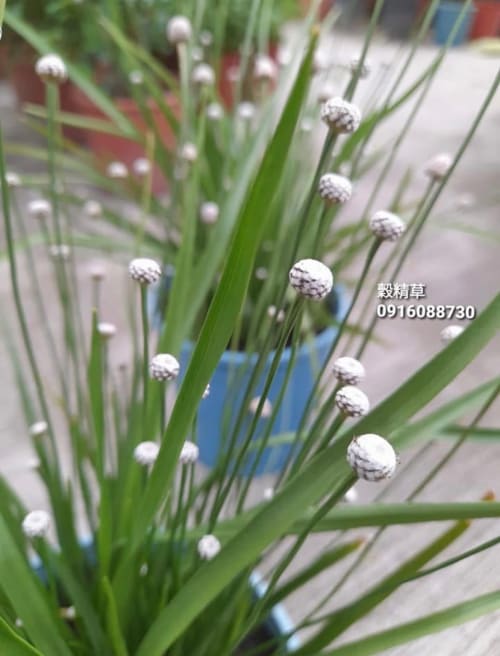 榖精草 頂上花藝