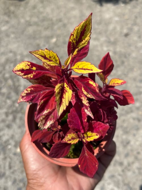 彩葉草編號40 頂上花藝