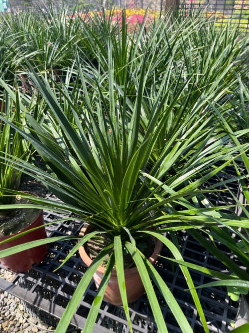 龍血樹 頂上花藝