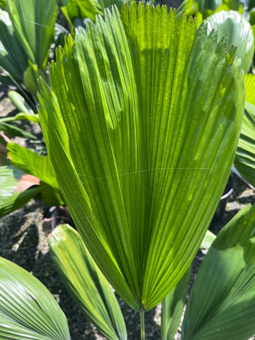 圓扇蒲葵 頂上花藝