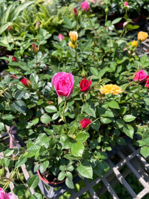 迷你玫瑰 頂上花藝