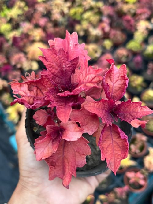 彩葉草編號44 頂上花藝