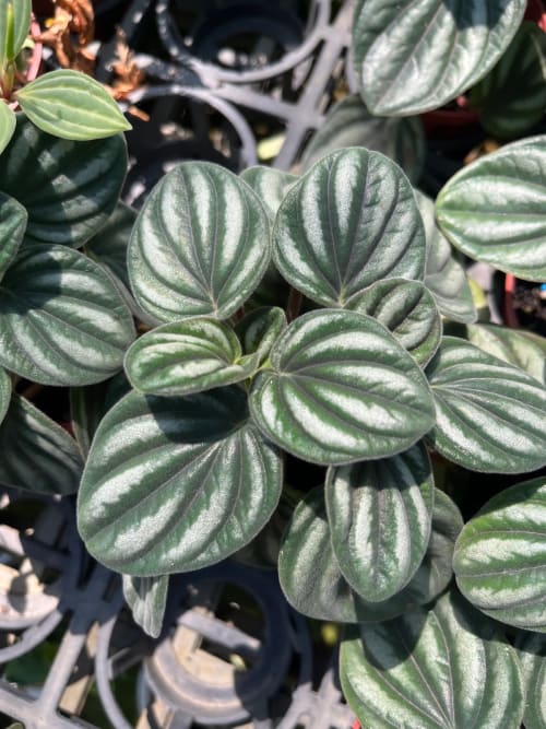 銀河椒草 頂上花藝