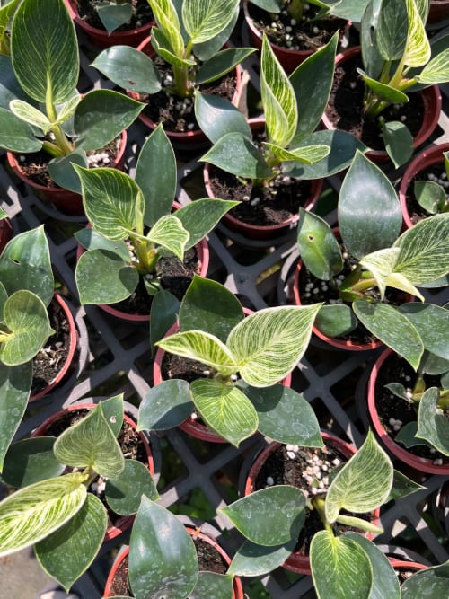 鉑金蔓綠絨 頂上花藝