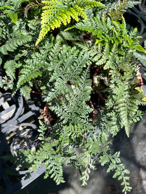 兔耳蕨 頂上花藝