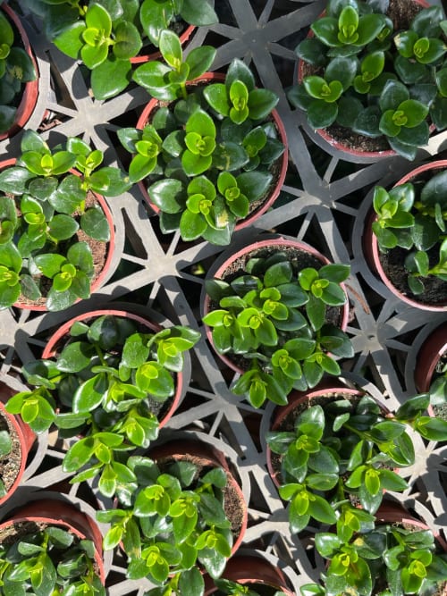 鯨魚花 頂上花藝