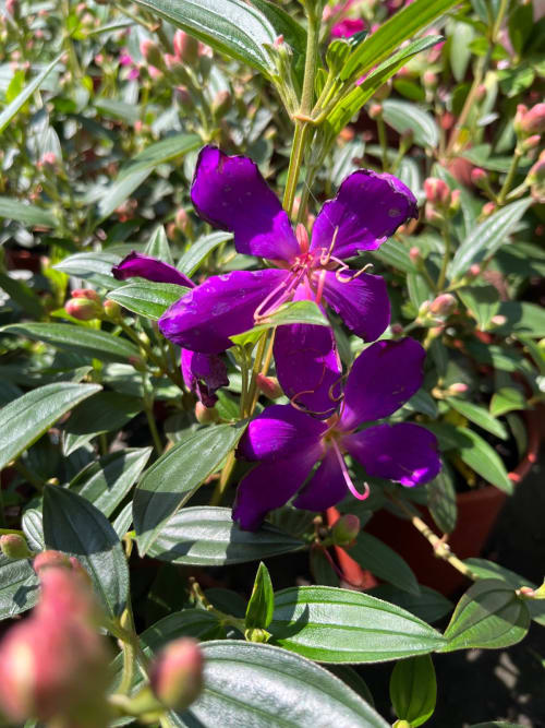 巴西牡丹 頂上花藝