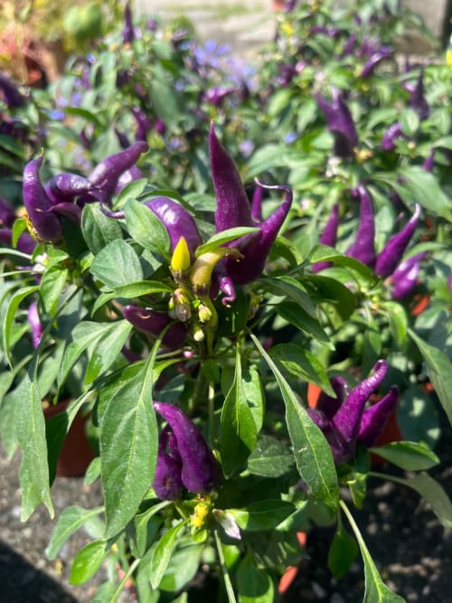 派對辣椒 頂上花藝