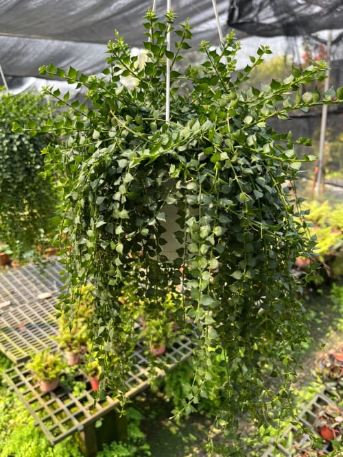 百萬心 頂上花藝