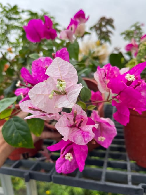 漳州紅櫻 頂上花藝