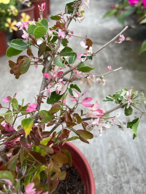 彩斑金龜樹 頂上花藝