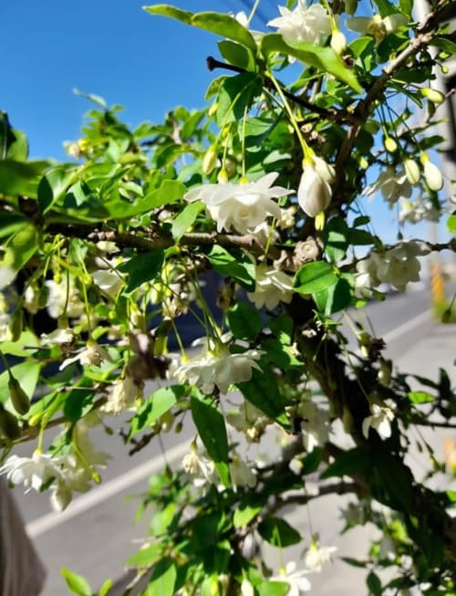 熱帶香水梅 頂上花藝