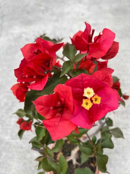 沖繩紅 頂上花藝