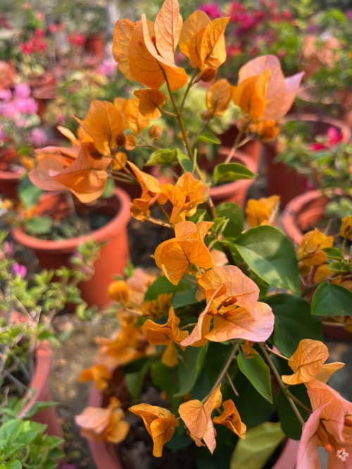 台北黃 頂上花藝