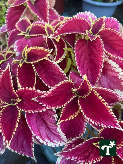 彩葉草 編號47 頂上花藝