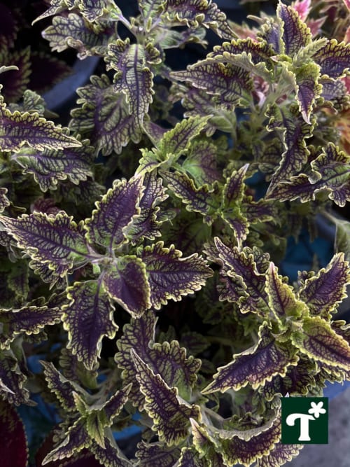 彩葉草編號45 頂上花藝