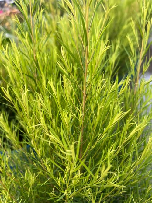 密葉茶樹 頂上花藝