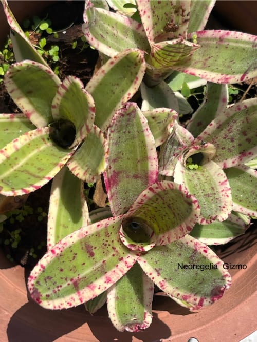 Neoregelia  Gizmo   頂上花藝