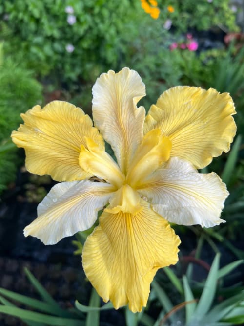 黃水晶 頂上花藝