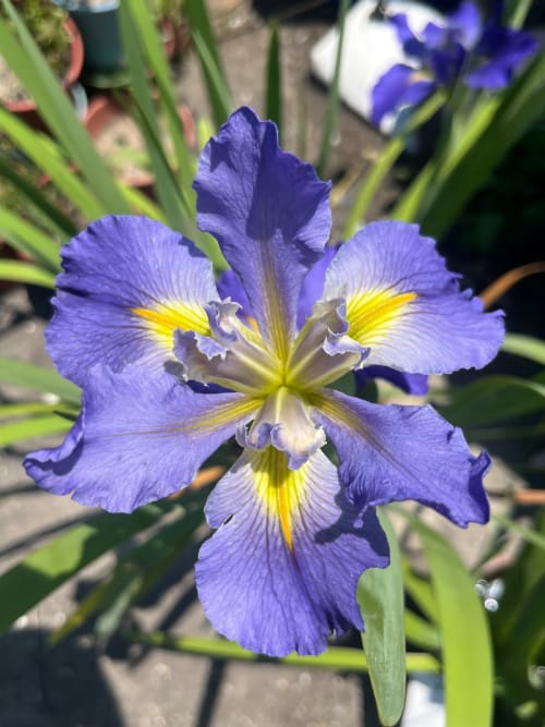 藍天 頂上花藝