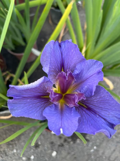 紫藤 頂上花藝