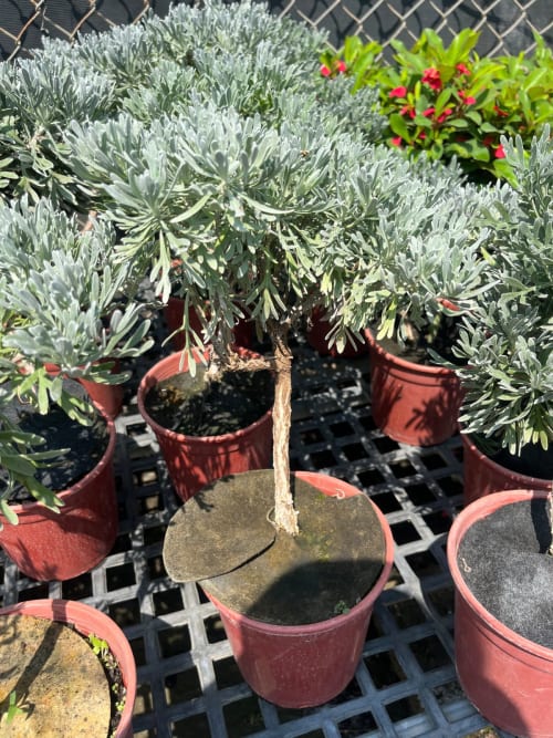 單桿芙蓉 頂上花藝