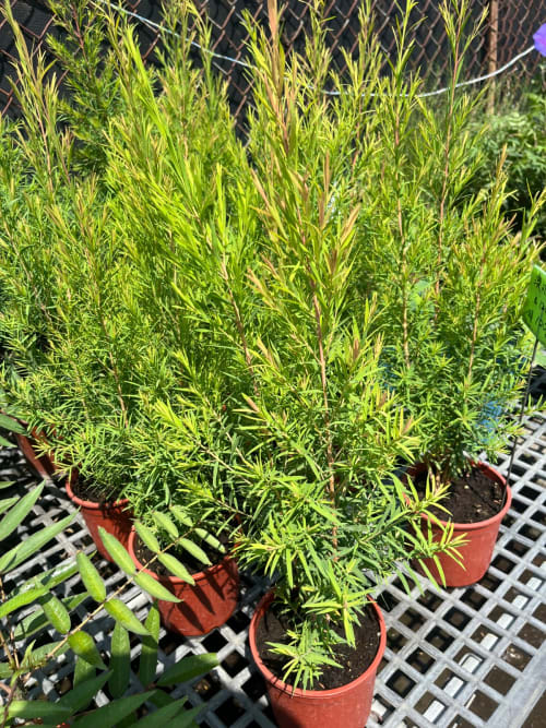 澳洲茶樹 頂上花藝