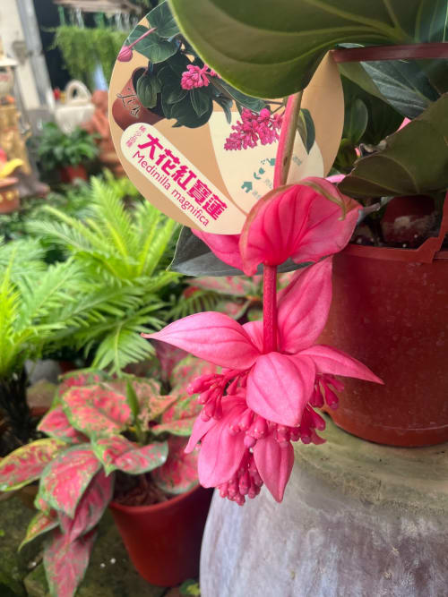 大花紅寶蓮 頂上花藝