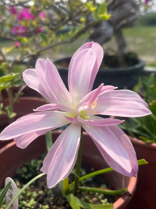 布阿李 頂上花藝