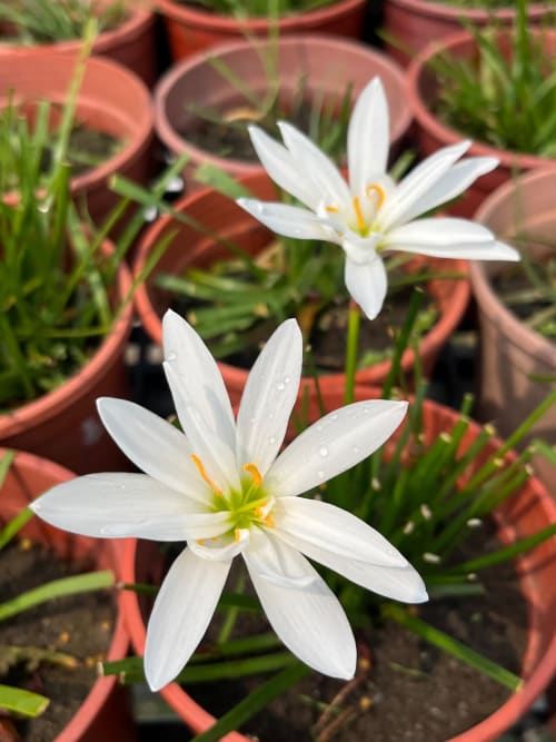 普拉蓋加魯 頂上花藝