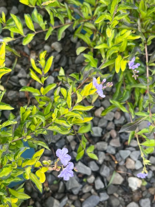 黃金金露花 頂上花藝