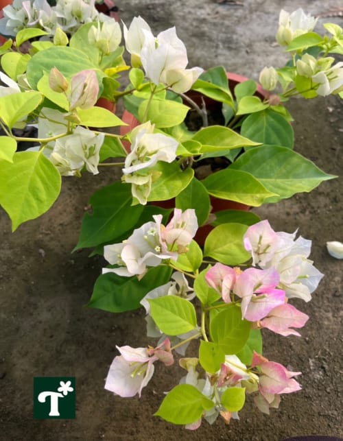 秀麗粉 頂上花藝