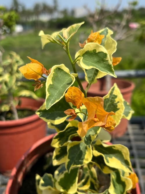 黎明三角洲 頂上花藝